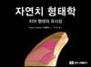 자연치 형태학