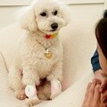 이아소 펫 강아지 슬개골 관절염 고관절보호 콜드레이저 의료기기 더블패키지