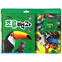 조류 모형과 함께 배우는 조류 백과