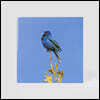 윤지영 - Blue bird [투명 컬러 LP]