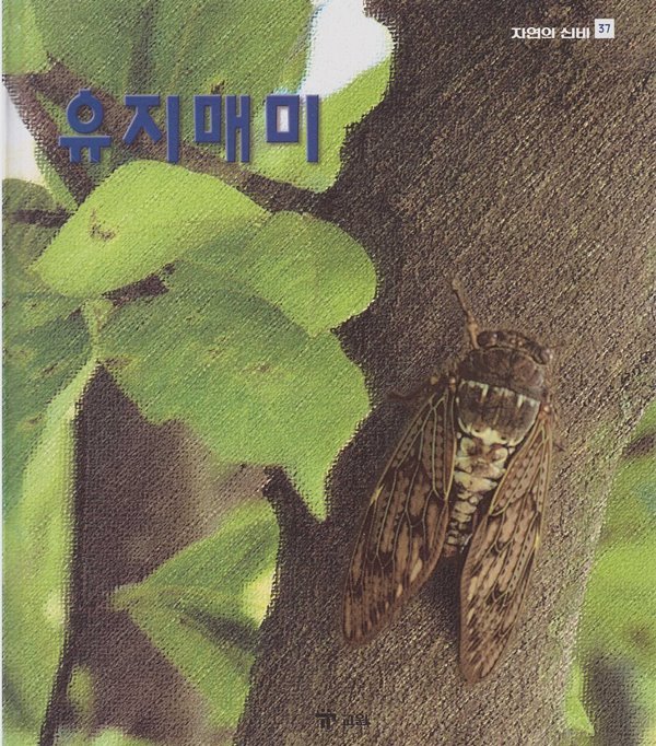 유지매미