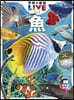魚 新版