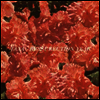 Taxa - Resurrection Year (7inch Single LP)