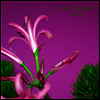 Various Artists - Pop Ambient 2014 (LP+CD)