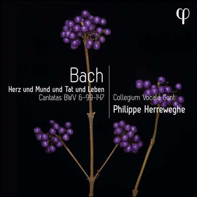 Philippe Herreweghe 바흐: 칸타타 6번, 99번 & 147번 '마음과 입과 생각과 행동으로' (Bach: Cantatas BWV 6, 99 & 147)