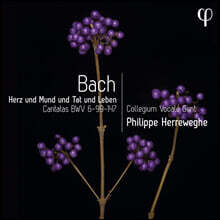 Philippe Herreweghe 바흐: 칸타타 6번, 99번 &amp; 147번 &#39;마음과 입과 생각과 행동으로&#39; (Bach: Cantatas BWV 6, 99 &amp; 147)