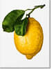 The Gourmand's Lemon. a Collection of Stories and Recipes