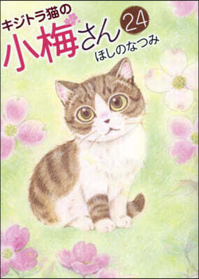 キジトラ猫の小梅さん 24