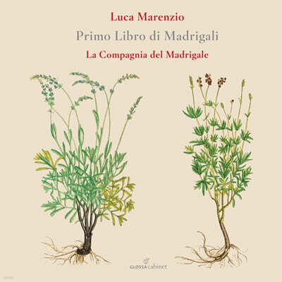 La Compagnia del Madrigale 마렌치오: 마드리갈 1권 (Marenzio: Primo Libro di Madrigali - Madrigals Book1)