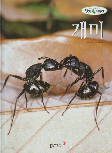 개미