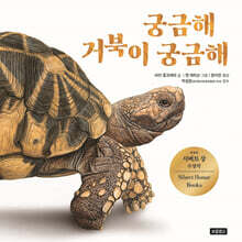 궁금해 거북이 궁금해