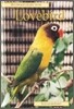 Lovebird
