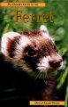 Ferret