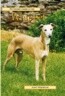 Pet Owner's Guide to the Whippet