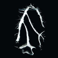 Seefeel (시필) - Everything Squared [LP]