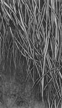 자연의 가장자리와 자연사