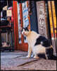 岩合光昭のご當地ねこ