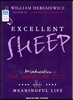 Excellent Sheep