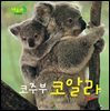 코주부 코알라