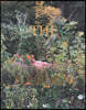 Sian Davey: The Garden