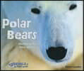 Polar Bears: Hunters of the Snow and Ice