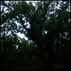 Julianna Barwick - Magic Place (2024 Remastered) (LP)