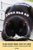 고양이가 재능을 숨김