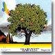Dragon Ash - Harvest