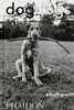 DogDogs