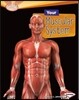 Your Muscular System