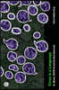 Virus Is a Language: Ai, Qanon, Covid-19 and the New Abnormal