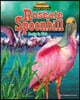 Roseate Spoonbill: Pretty in Pink