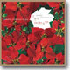 Romantic 4 (로맨틱 4) : Christmas In Jazz