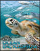 The Kingfisher Ocean Encyclopedia