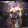 French Bulldog Calendar 2026  Square Dog Breed Wall Calendar - 16 Month