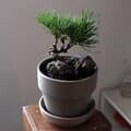 묵연 해송(Silent Ink Black Pine) 미니 소나무 화분