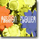 T-Square - Passion Flower