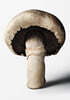 The Gourmand's Mushroom. a Collection of Stories & Recipes