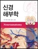 신경해부학