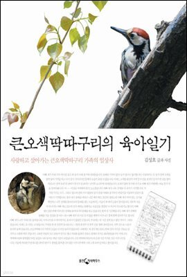 큰 오색 딱따구리의 육아일기