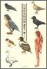 私家版 鳥類圖譜