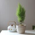 햇살을 담은 율마 도토리 토분(Acorn Pot Goldcrest)