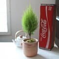 피톤치드 가득담은 율마(Cypress Breeze) 토분 화분