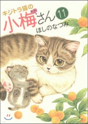 キジトラ猫の小梅さん 11