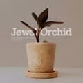 테라코타 주얼오키드(Jewel Orchid) 토분 미니화분