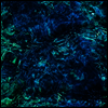 Ichiko Aoba - Luminescent Creatures (LP)