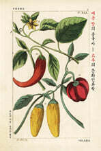 매운 맛의 중국사