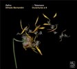 Zefiro 텔레만: 서곡 (Telemann: Ouvertures TWV 55:D15, 55:d3, 55:B10)