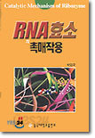 RNA 효소의 촉매작용