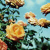 globe (글로브) - Relation [2LP]